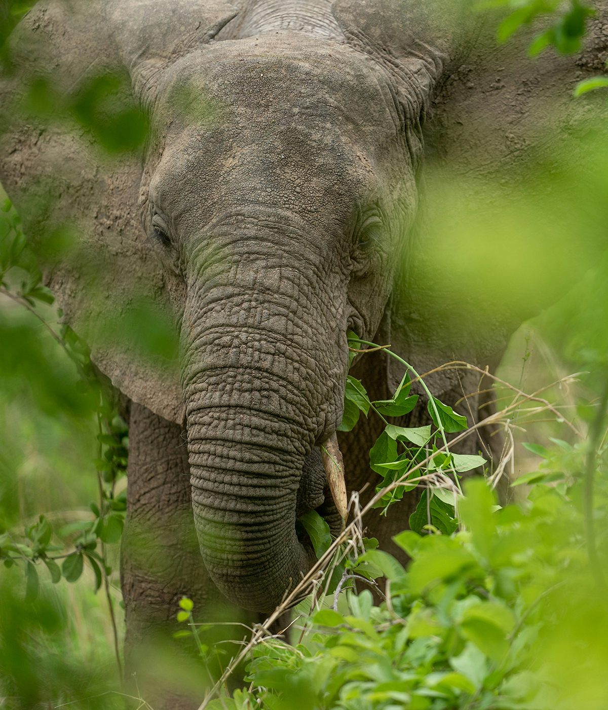 Wanyamapori na Safari
